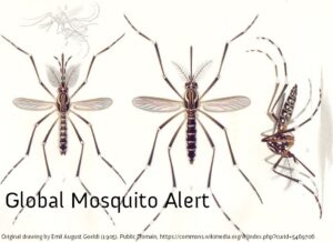 Global Mosquito Alert